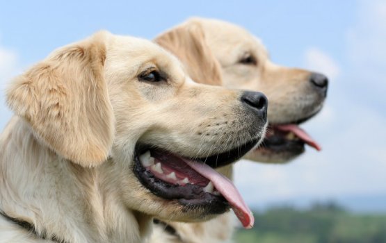 "���� ������������ ������" - ������ ��������