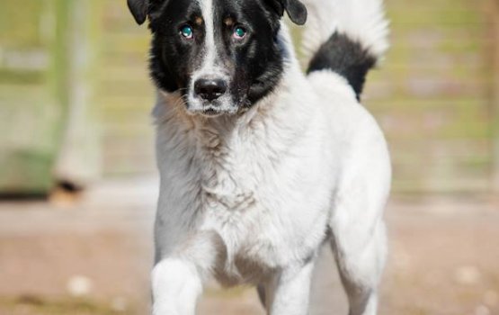 ��������� ���, ������� ����� � ��������