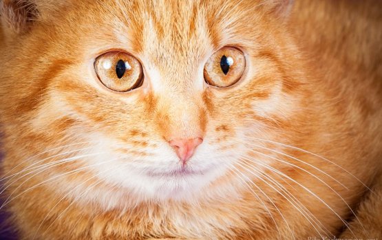 ������ ���� �����! ������ 11