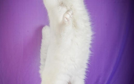 ������ ���� �����! ������ 11