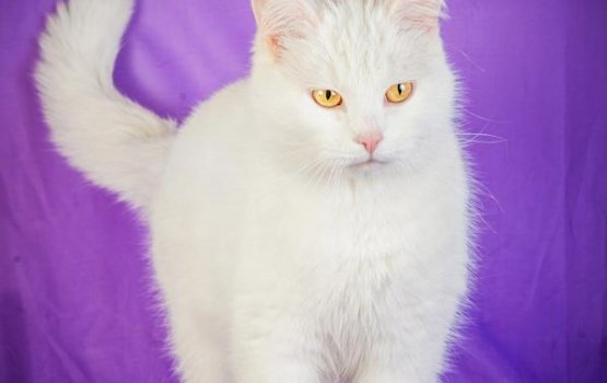 ������ ���� �����! ������ 11