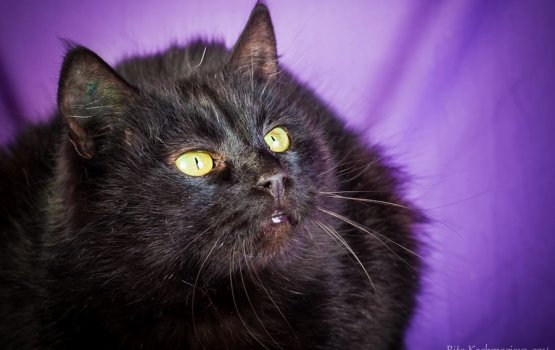 ������ ���� �����! ������ 11