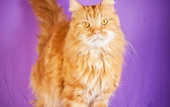 ������ ���� �����! ������ 11