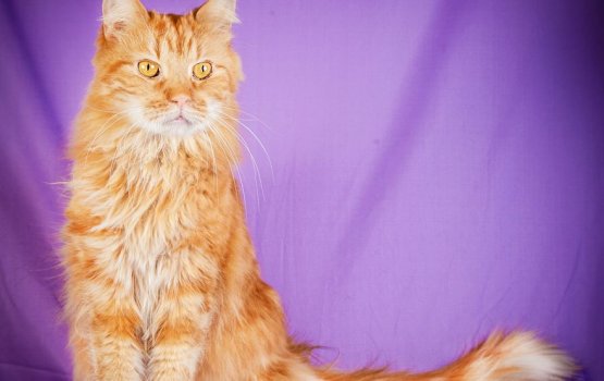 ������ ���� �����! ������ 11