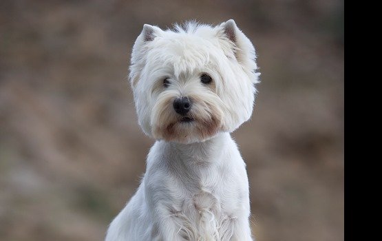 "���� ������������ ������" - ����-������� ���� ������