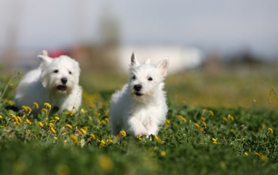 "���� ������������ ������" - ����-������� ���� ������