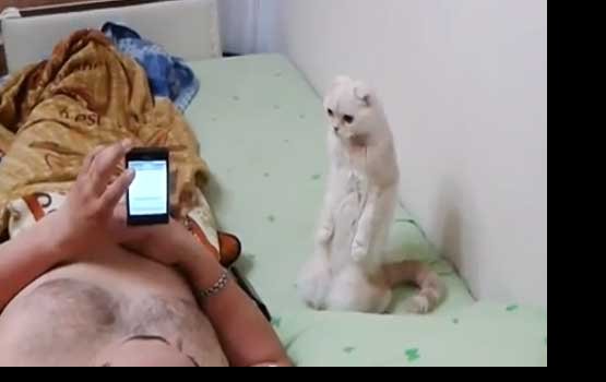 �����-��������� ������� ���� ���� ������ (�����)