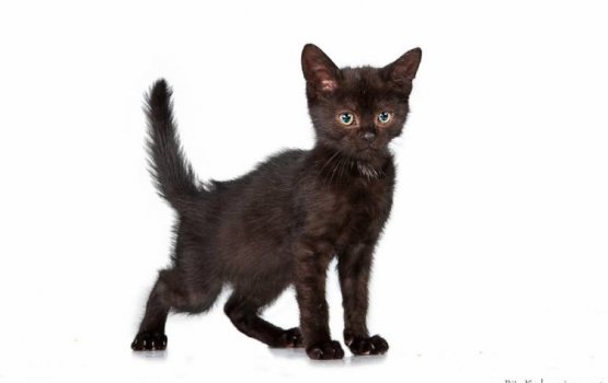 ������ ���� �����! ������ 13