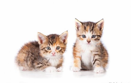 ������ ���� �����! ������ 13