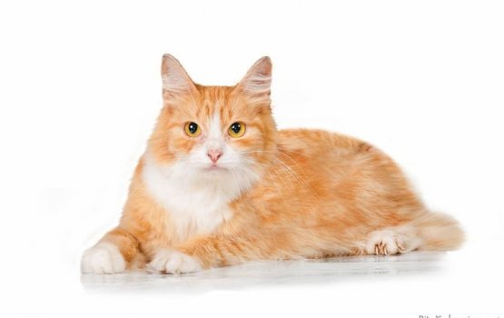 ������ ���� �����! ������ 13