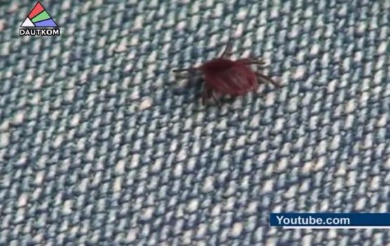 ����������� ���������� ���������� ������ (�����)