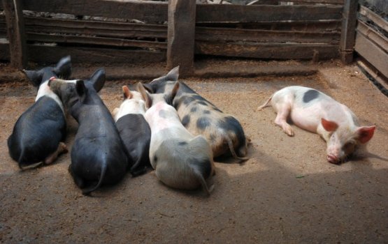 ��� ��������� ������������� ����� ������ ������ ����