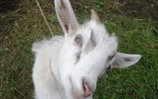 ���� ������ Silene: ������� � ���� ����