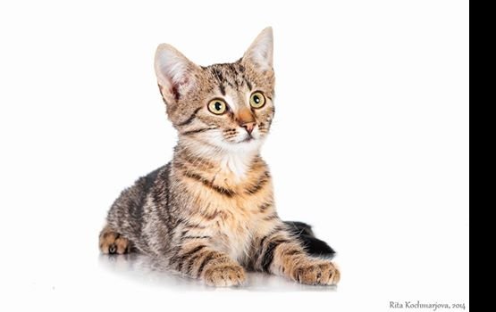 ������ ���� �����! ������ 15