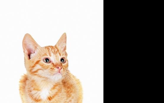 ������ ���� �����! ������ 15