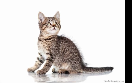 ������ ���� �����! ������ 15