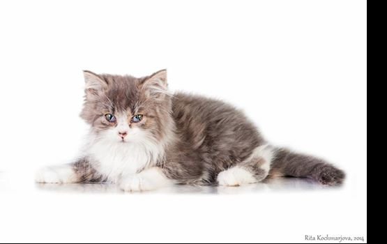 ������ ���� �����! ������ 15