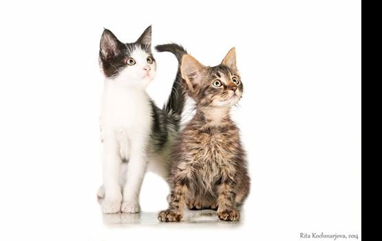 ������ ���� �����! ������ 15