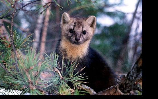 ������ ���������� ��������: � ������ �� ����� ����� ����������