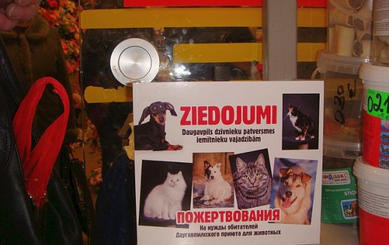 На пожертвованные деньги котятам купят новые дома