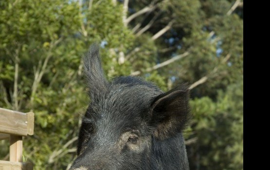 � ���������� ������� ���������� ������� ������