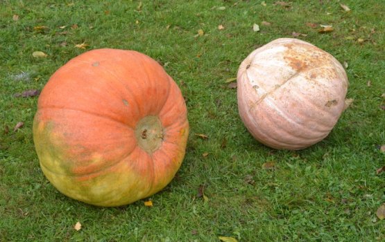 ��������� ������� ������������� ���� ��������