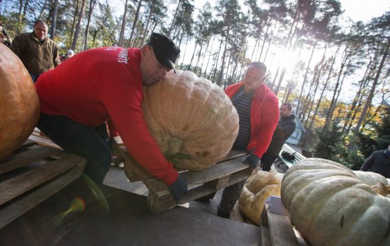 Самые большие тыквы растут в Латгалии