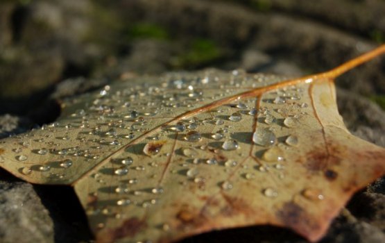 ������� ��������� ����� ����