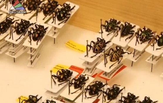 ������ �������� ����� (�����)