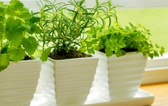 ��� ������� �������� �� �����������