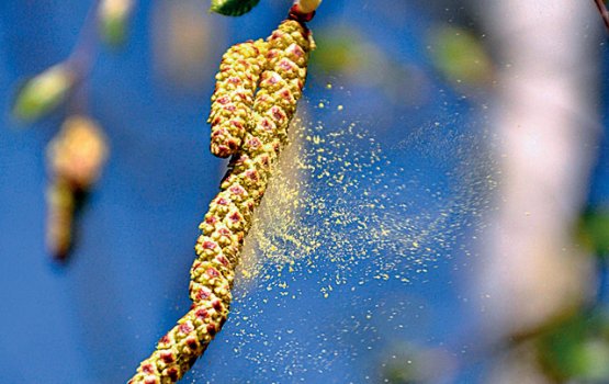 ��������� ������ ������� �� ���������������� ������