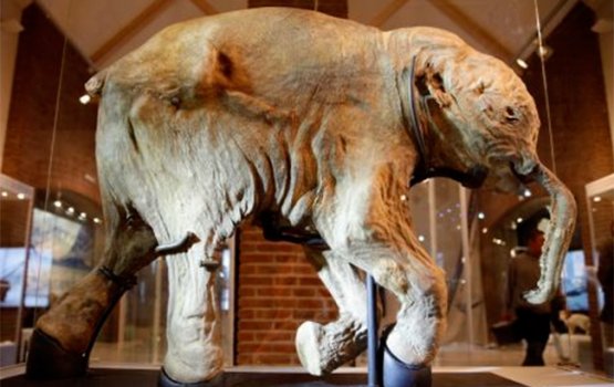 �������� ������������ ����������� ��������