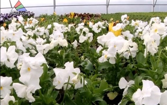 ����� ������� ����� �� ��� �������� (�����)