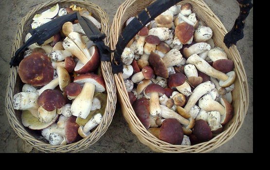 � ����� ������ ��� �������� ��������