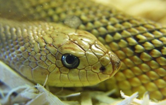 ������� �� ����� ���� ������� ����