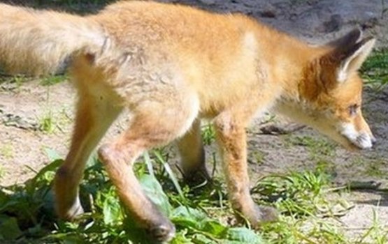 ���� � ������ Līgatnes dabas taka �������� �������