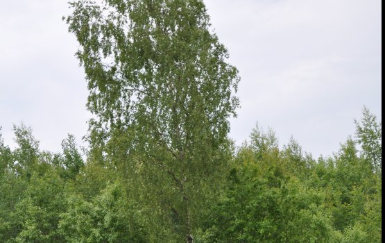 ����������� � ���������