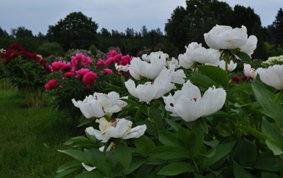 ����������� � ���������