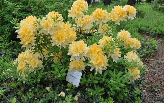 ����������� � ���������