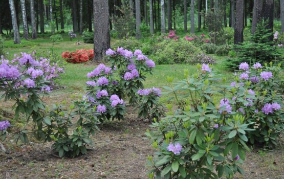 ����������� � ���������