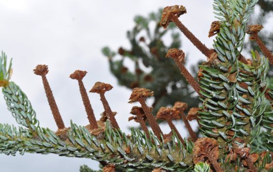 ����������� � ���������