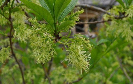 ����������� � ���������