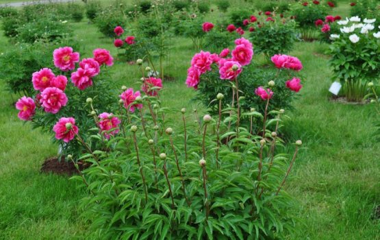 ����������� � ���������