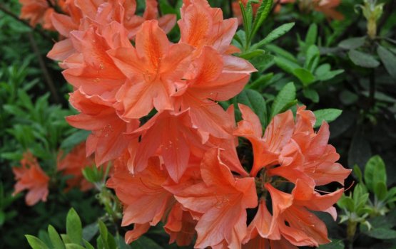 ����������� � ���������