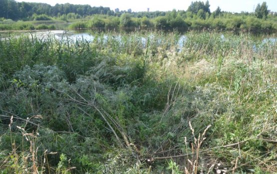 ���������� ����: �� ������ ����� ��������� ������