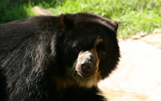   ������: ����������� �� ������� ��������� �������� ��������� �����