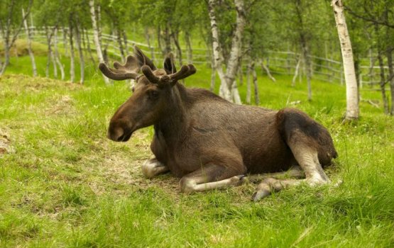 � ������������ ���� �� ������ ����� ����