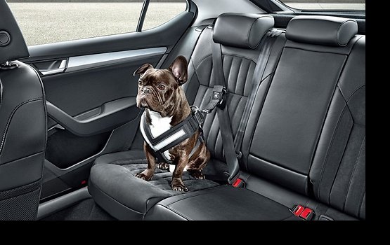 �� ��������������� ����� ������������ �������� 919 ���������