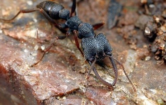 ���������� ������ ����� ����, ������� ���������