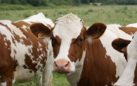 ��������� � ��������� �������� ������ ������������